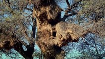 Curiosités Animales: Animaux Tisserands, L'oiseau & L'araignée