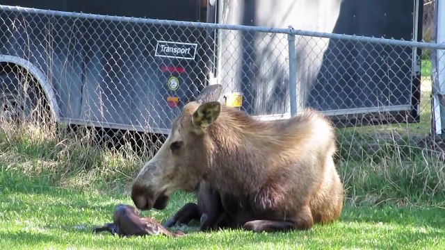 Ils aperçoivent un élan dans leur jardin, prennent leur caméra pour filmer, et s'aperçoivent alors de CECI.