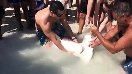 Sahile Çektikleri Çekiç Kafalı Köpekbalığına Bakın Ne Yaptıl