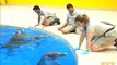 Dolphins Return to Brookfield Zoo