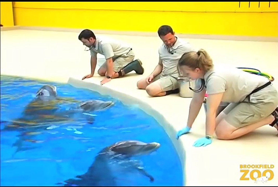 Dolphins Return to Brookfield Zoo