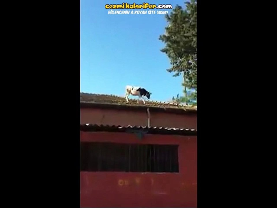 Funny whatsapp video 2015/2016 very funny - Dailymotion
