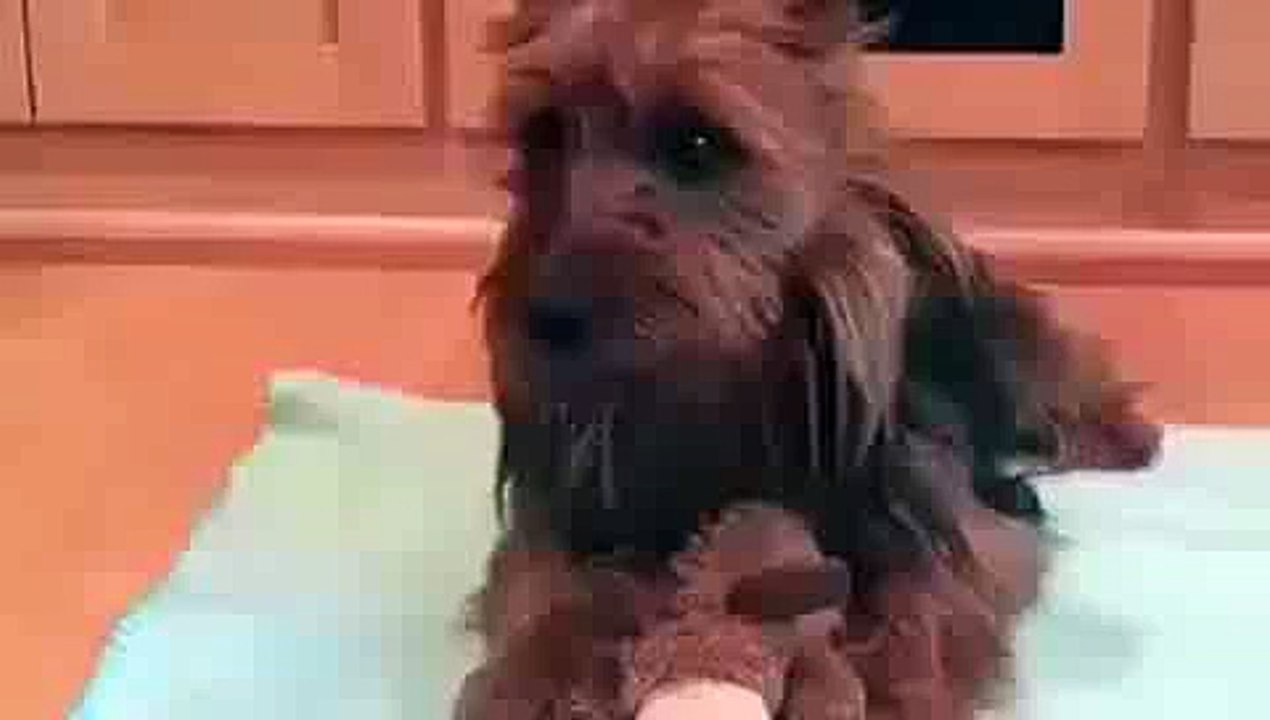 Funny whatsapp video 2015/2016 very funny - Dailymotion