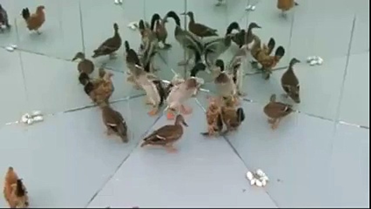 Funny whatsapp video 2015/2016 very funny - Dailymotion