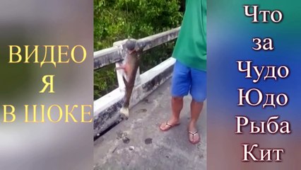 Видео я в шоке! Чудо Юдо рыба - кит