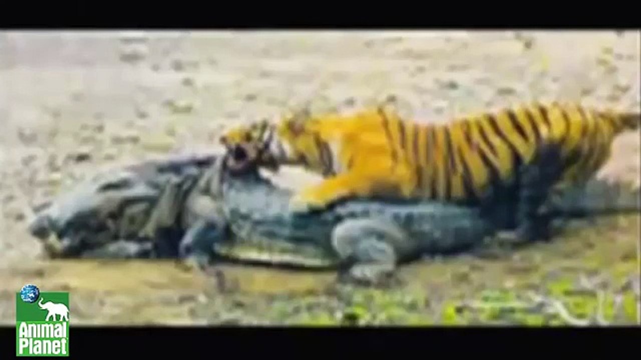 Crocodile Vs Tiger Fight to Death - video Dailymotion