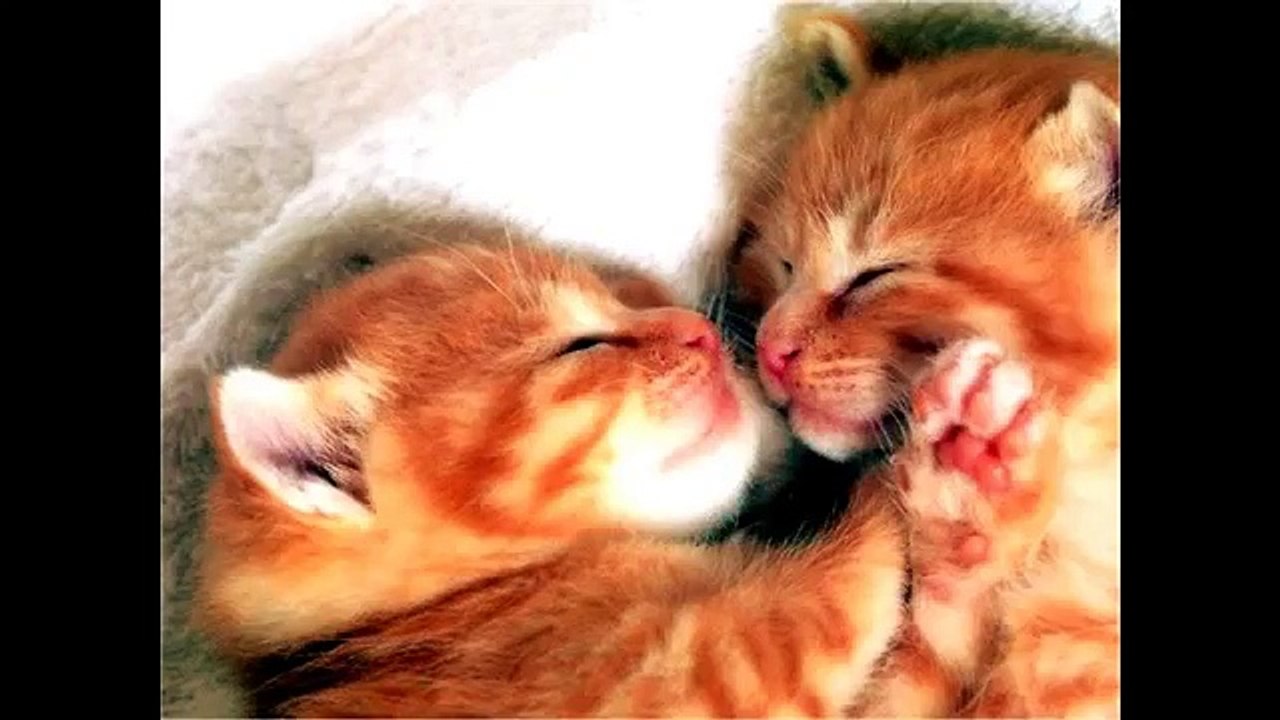 Cute White Baby Kittens Sleeping | Multi Funny Cat Videos (FULL HD)