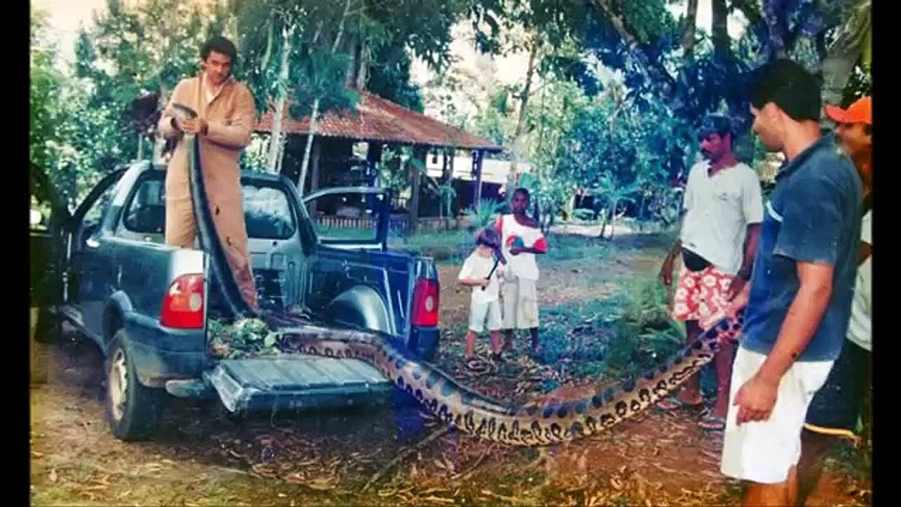 Giant Anaconda - Part 26