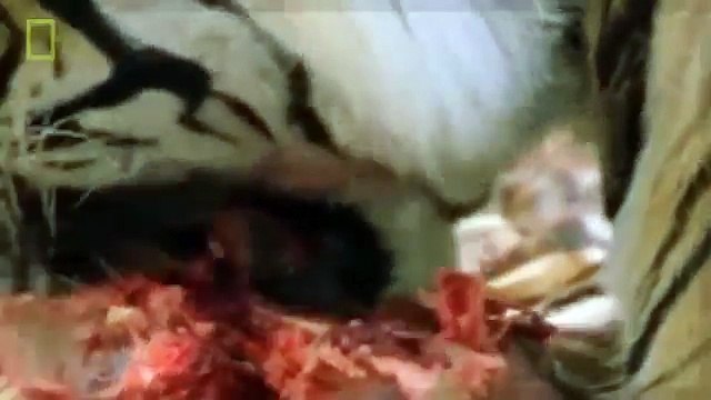 Animal Documentary National Geographic - APEX PREDATORS: Lion, Tiger, Cheetah, Hyena & More!