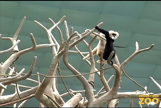 Duet of Singing Gibbons at Brookfield Zoo