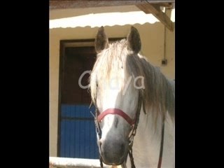 Les plus belles photos des chevaux de la Torche