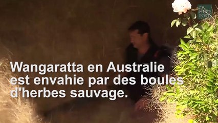 Une ville en Australie envahie par les herbes sauvages