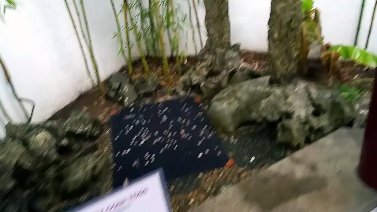 Lucky Gong Game Win at Dr. Sun Yat Sen Gardens, Chinese New Year Festival