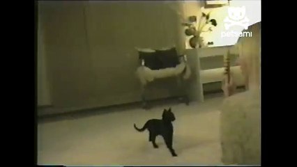 Kitten does a backflip