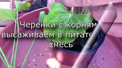 Размножение антуриума 2часть - Anthurium - propagation part2