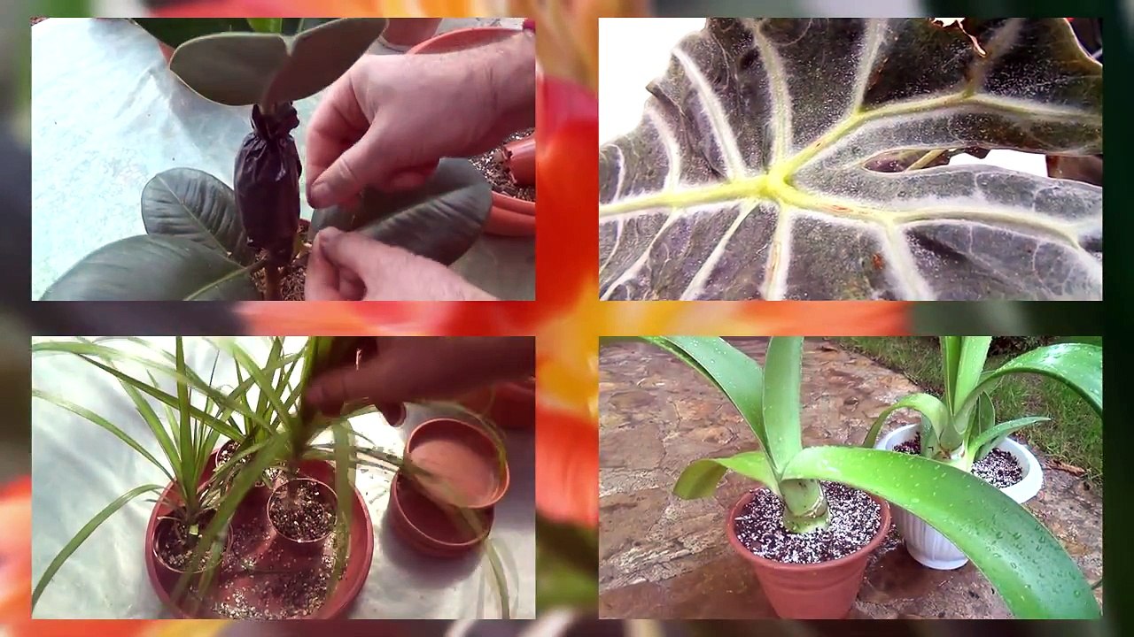 Размножение замиокулькаса разделением корневища