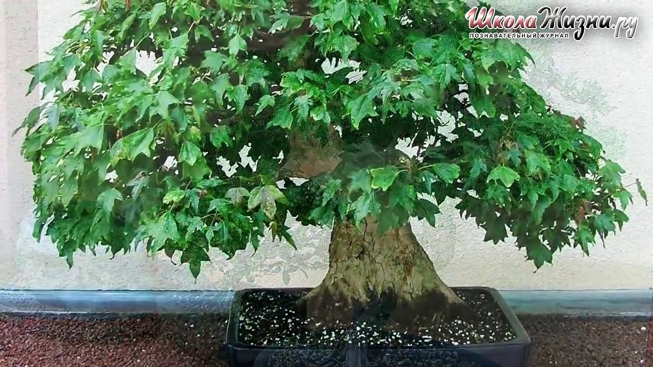 Что такое Бонсай-