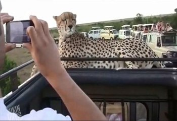 Un guépard prend la pause sur le capot d'un 4x4