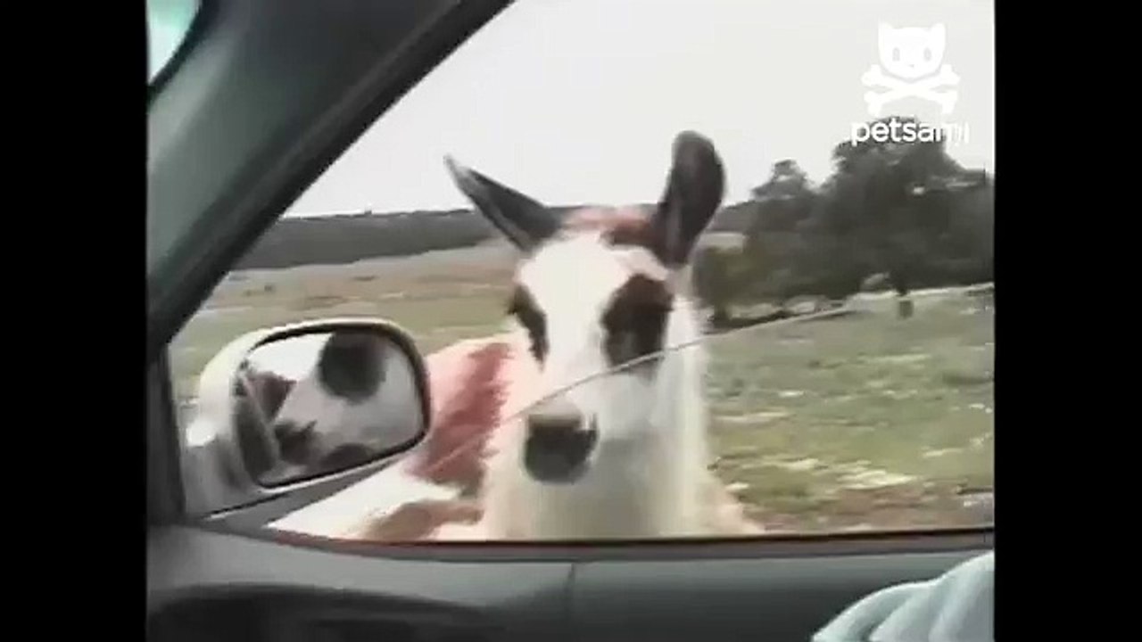 Llama hassles tourists