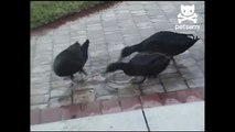 Man films ducks acting like cats and chasing a laser pointer
