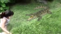 OMG!! Crazy Girl Jumps Into Crocodile Enclosure