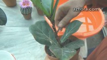 Размножение фикуса - Ficus propagation