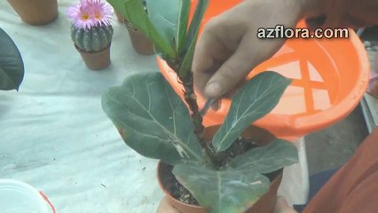 Размножение фикуса - Ficus propagation