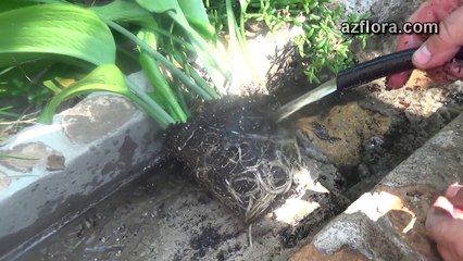 Размножение эухариса