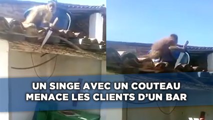 Un singe avec un couteau menace les clients d'un bar