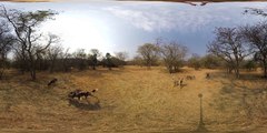 What It's Like Being Surrounded by Wild Dogs -- 360° Video