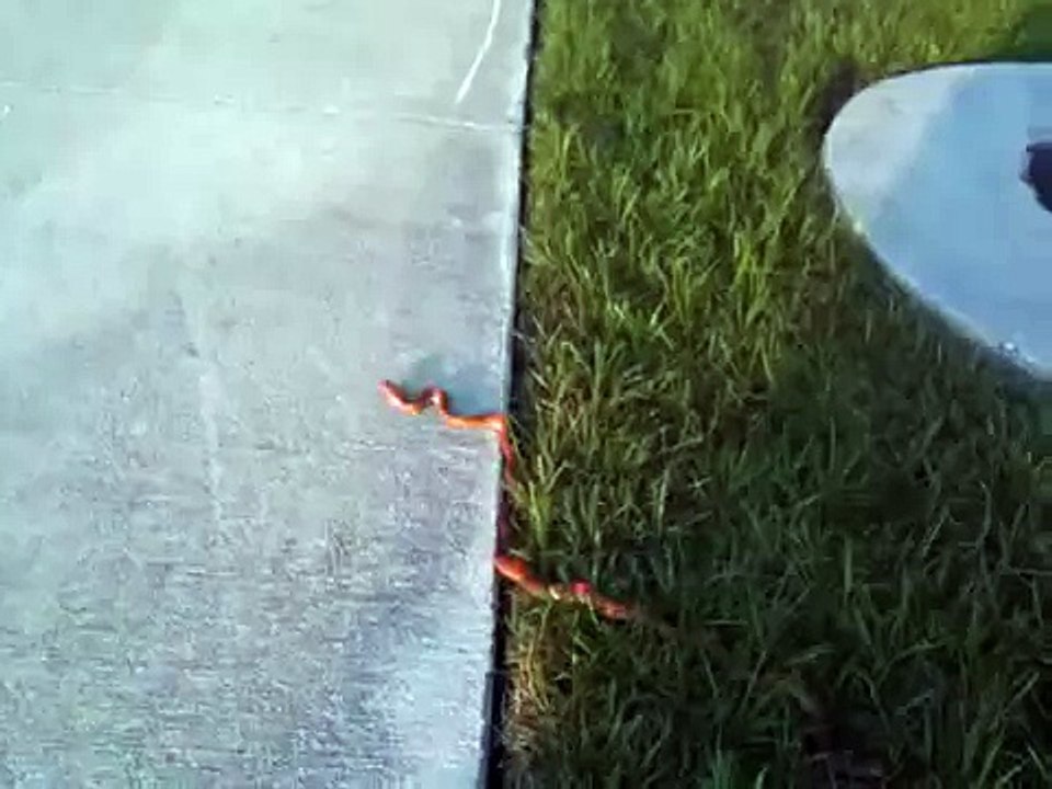 ДИКАЯ ПРИРОДА змея во Флориде