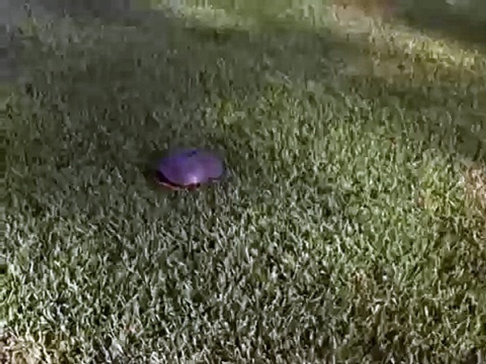 ДИКАЯ ПРИРОДА черепаха у нас на газоне