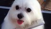 Maltese Dog Flaps Ears while Being Groomed