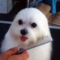 Maltese Dog Flaps Ears while Being Groomed