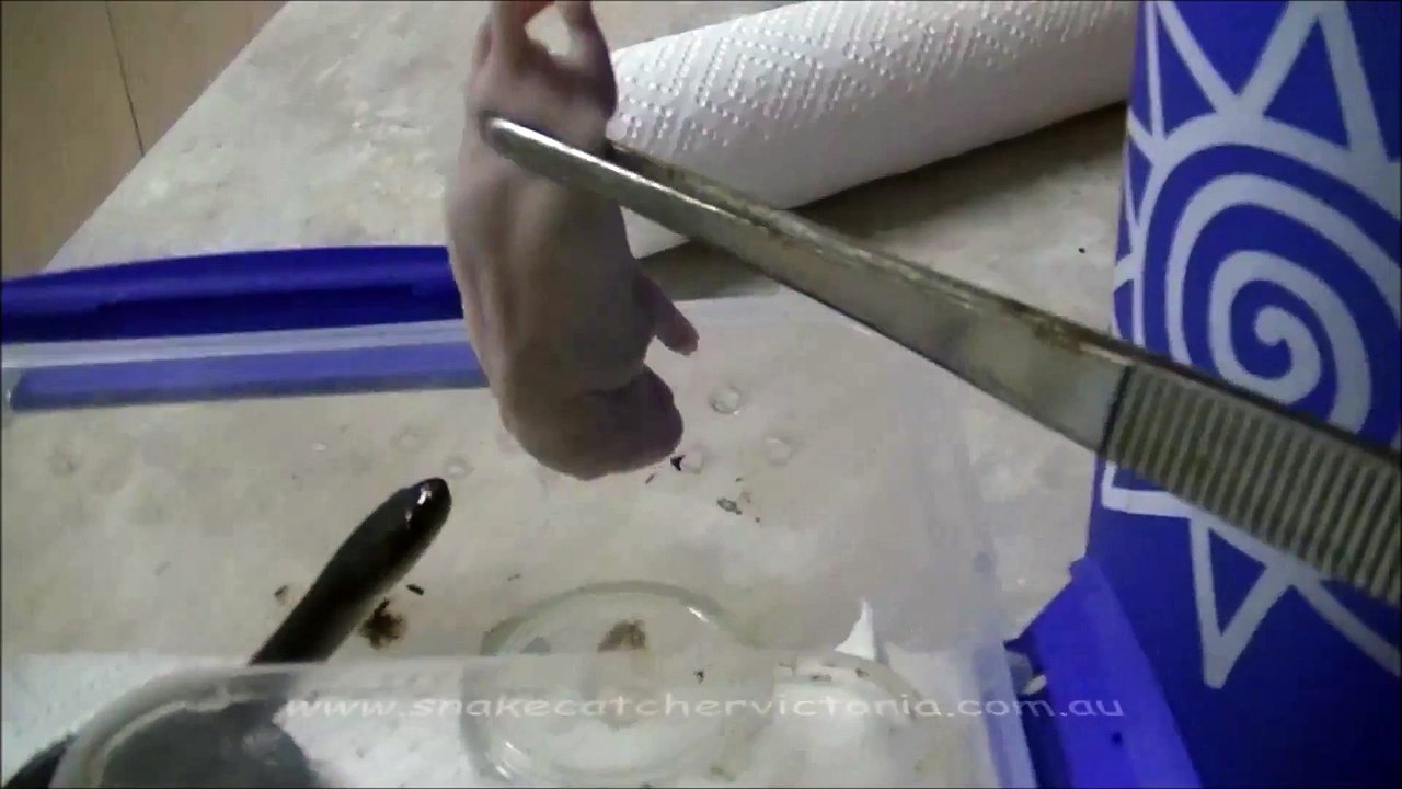 Thin Snake Eats the Baby Rat in Seconds
