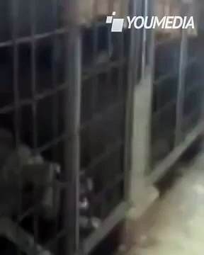 Un uomo sferra calci al cane rinchiuso in gabbia. Ecco la reazione del cane...