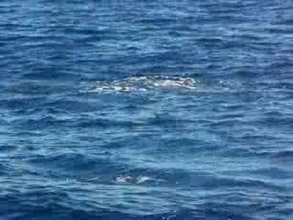 Au large de Saint Gilles : les dauphins