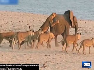 Elephant fights with 14 lions