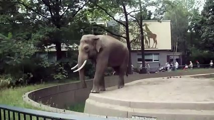 Elephant Throws Shit in Guy`s Face
