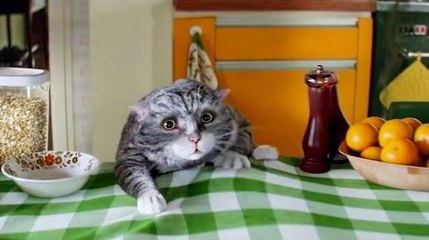 Crazy cat puts the house on fire