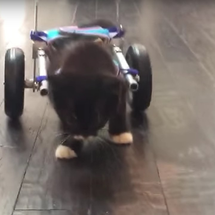 Un gato valiente