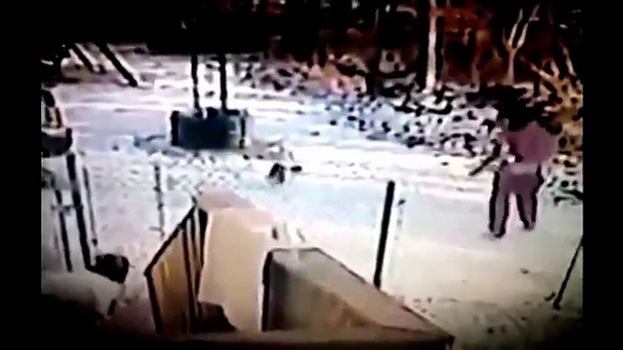 Best Cat Video - Funny Cat compilation