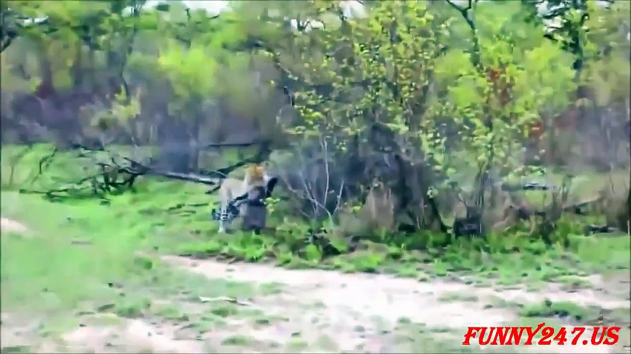Crocodile Attack Warthog Awesome Video + 18