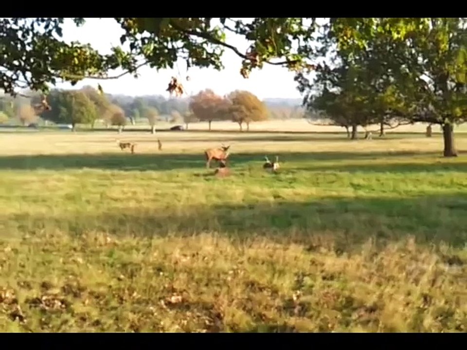 JESUS CHRIST IN RICHMOND PARK ORIGINAL UPLOAD