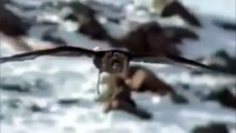 Eagle attacks Wolf, Man, other Animals - Animal Attack Video Compilation