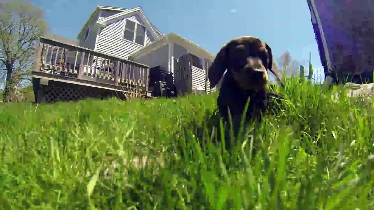 It s puppy time