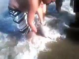 Des touristes tuent un bébé dauphin... en voulant faire des selfies avec l'animal