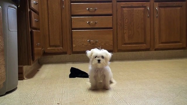 Maltese puppy playing sonshineacres.com 402-994-5505