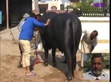 Rs 7 Crore 's Unique Bull (Murrah Buffalo) in India - YouTube