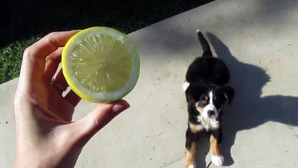 Bernese Mountain Dog Puppy vs Lemon. The Most Adorable Puppy!!!